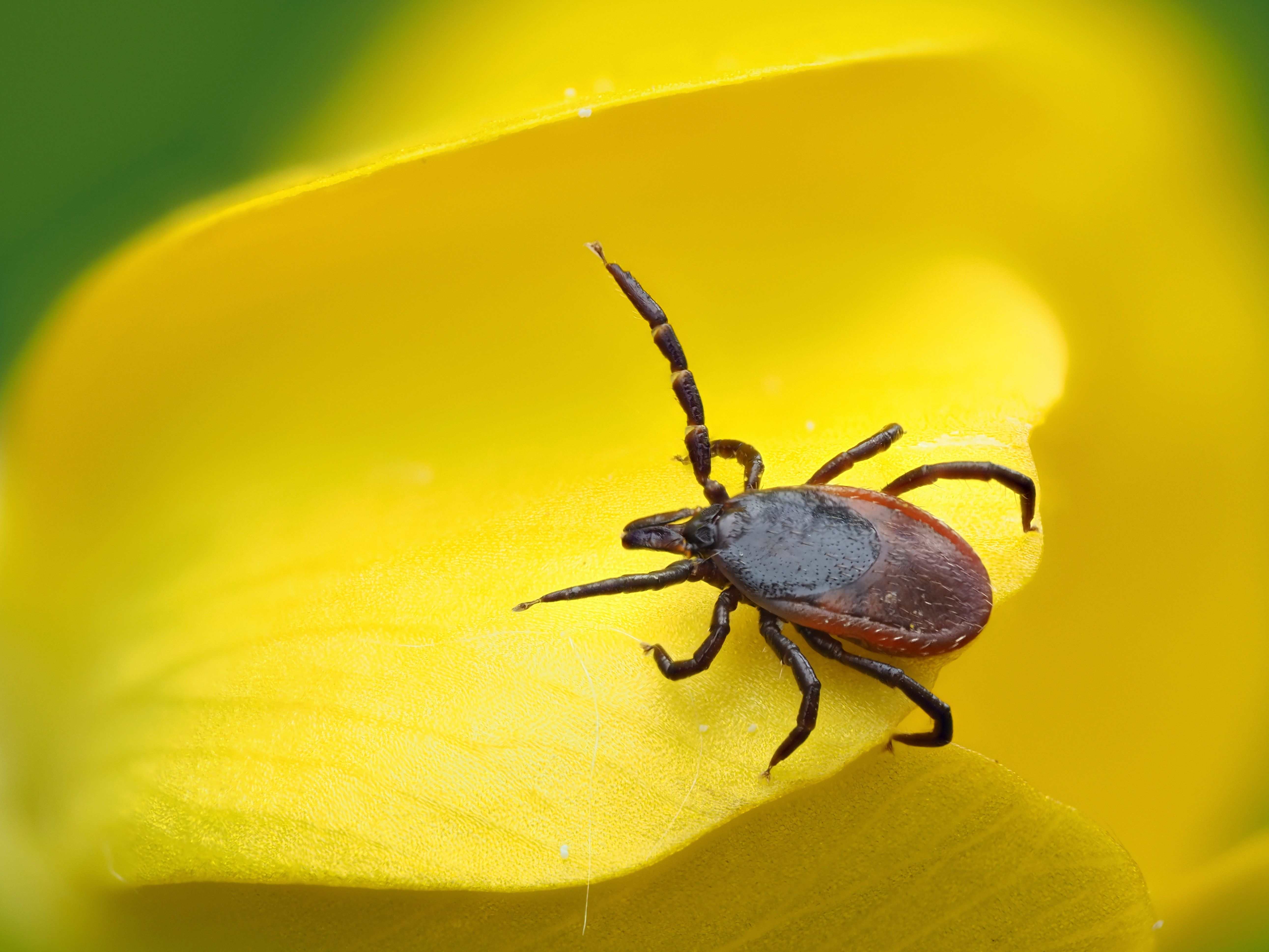 Zecke auf Blüte